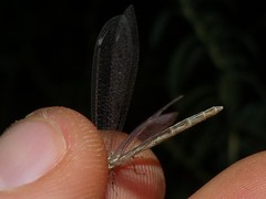 Neuroleon arenarius