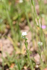 Plagiobothrys collinus