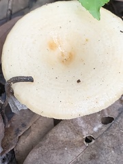 Lactarius yazooensis