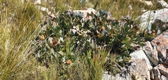 Protea recondita