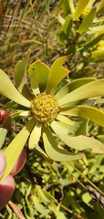 Leucadendron glaberrimum
