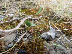 Onobrychis caput-galli