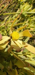 Leucadendron glaberrimum