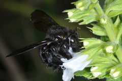 Xylocopa atamisquensis