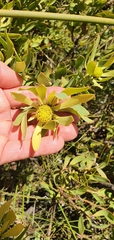 Leucadendron glaberrimum