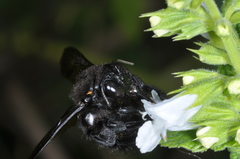 Xylocopa atamisquensis