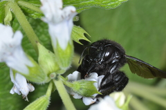 Xylocopa atamisquensis