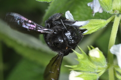 Xylocopa atamisquensis