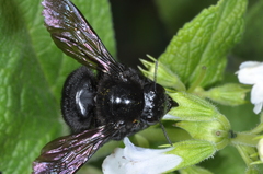 Xylocopa atamisquensis