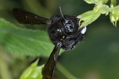 Xylocopa atamisquensis