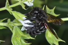 Xylocopa atamisquensis
