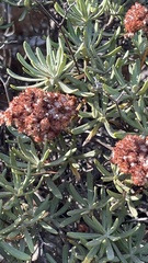 Eriogonum arborescens