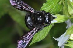 Xylocopa atamisquensis