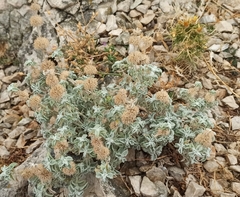 Marrubium incanum