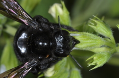 Xylocopa atamisquensis