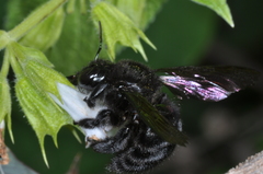 Xylocopa atamisquensis
