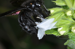Xylocopa atamisquensis
