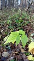 Rubus idaeus