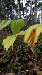 Rubus idaeus
