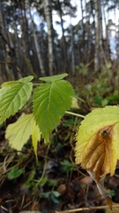 Rubus idaeus