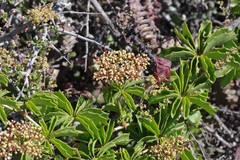 Cyphostemma quinatum