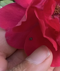 Psyllobora picta