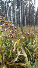 Solidago gigantea
