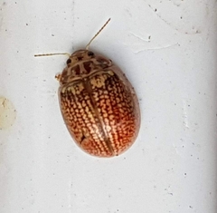 Paropsisterna decolorata