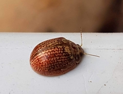 Paropsisterna decolorata