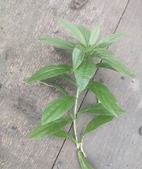 Lithospermum officinale