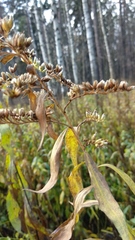 Solidago gigantea