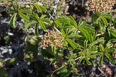 Cyphostemma quinatum