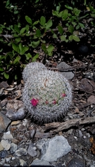 Mammillaria haageana haageana