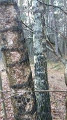 Betula pendula