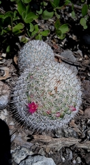 Mammillaria haageana haageana