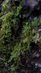 Bryopsida