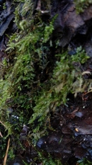 Bryopsida