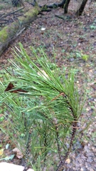 Pinus sylvestris