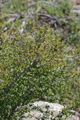 Flueggea verrucosa