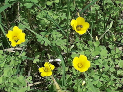 Oxalis conorrhiza