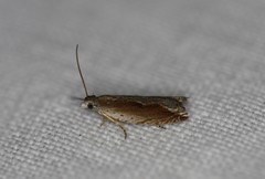 Ancylis diminuatana