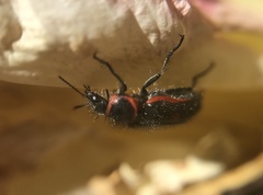 Astylus cyanerythrus