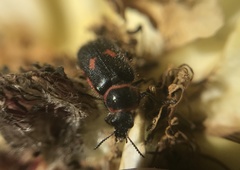 Astylus cyanerythrus