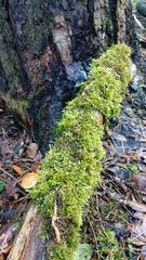 Bryopsida