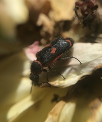 Astylus cyanerythrus