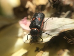 Astylus cyanerythrus