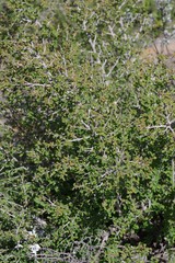 Flueggea verrucosa
