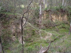 Polystichum proliferum