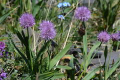 Allium platyspathum