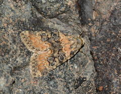 Bryophila miltophaea